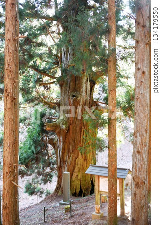 【大槻市：矢立杉，山梨縣指定天然紀念物，曾出現在安藤廣重和葛飾北齋的著名畫作中】 134179550