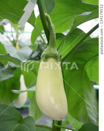 溫室種植的白茄子 134179552