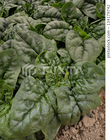 Cultivating cold-season spinach Cultivating cold-season spinach 134179742