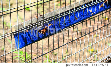 Coat brush hanging on the fence Coat brush hanging on the fence 134179751