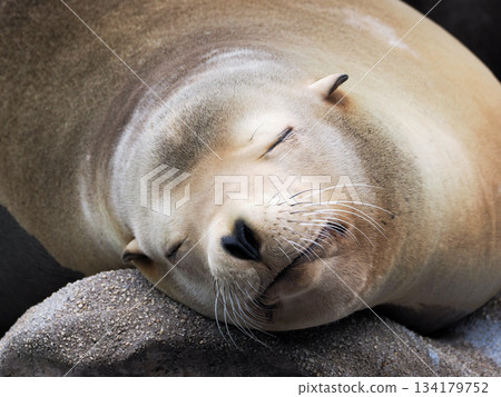 A napping fur seal A napping fur seal 134179752
