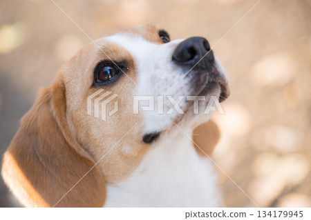 比格犬看著它的主人 134179945