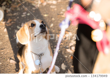一隻比格犬在落葉堆中靜靜等待的特寫。 一隻比格犬在落葉堆中靜靜等待的特寫。 134179949