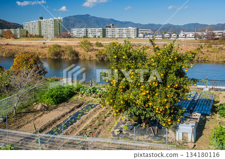 桂川右岸的菜園與左岸的景色,京都會區 桂川右岸的菜園與左岸的景色,京都會區 134180116