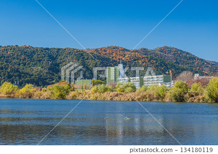 從桂川右岸眺望左岸，京都 134180119