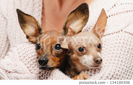 Portrait of two cute small dogs in owners arms, adorable miniature pinscher puppies together, concept of pet adoption and friendship between animals at home 134180306