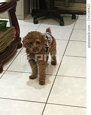 Portrait of a brown poodle wearing clothes Portrait of a brown poodle wearing clothes 134180427