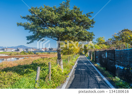 京都桂川沿岸的京花輪自行車道 京都桂川沿岸的京花輪自行車道 134180616
