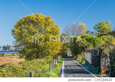 京都桂川沿岸的京花輪自行車道 134180619