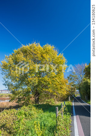 京都桂川沿岸的京花輪自行車道 134180625