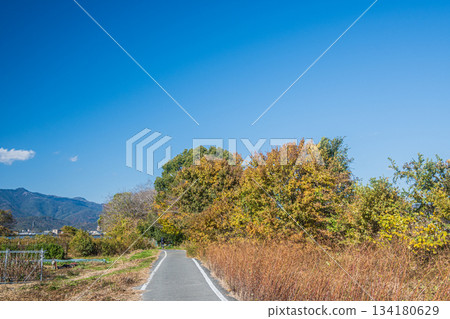 京都桂川沿岸的京花輪自行車道 134180629