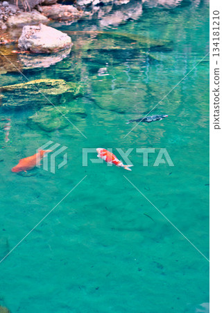 高知縣白龍湖 134181210