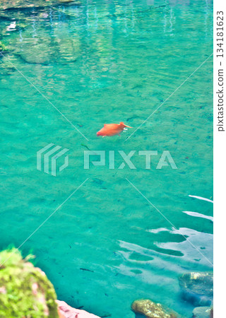 Lake Hakuryu in Kochi Lake Hakuryu in Kochi 134181623