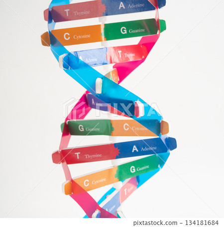 DNA or Deoxyribonucleic acid is a double helix chains structure formed by base pairs attached to a sugar phosphate backbone. 134181684