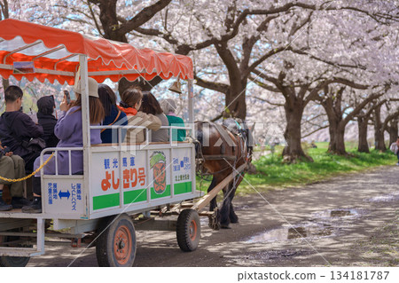 Tourists on Japanese horse carriage in Kitakami Tenshochi Park with Sakura Cherry Blossom in Spring, people travel and sightseeing at Kitakami festival. Iwate prefecture, Japan, 22 April 2025 134181787