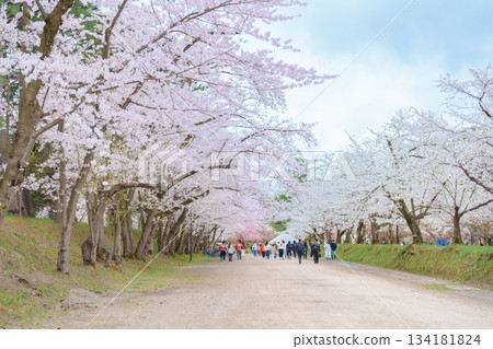 Tourists sightseeing Hirosaki Castle park with Sakura Cherry Blossom in Spring season. Hirosaki city, Aomori prefecture, Tohoku, Japan, 25 April 2025 Tourists sightseeing Hirosaki Castle park with Sakura Cherry Blossom in Spring season. Hirosaki city, Aomori prefecture, Tohoku, Japan, 25 April 2025 134181824