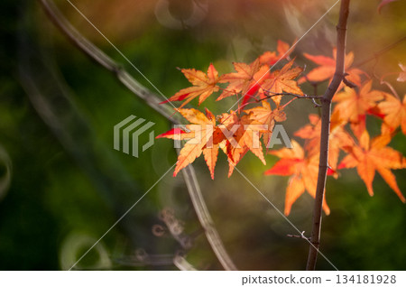 秋天的樹葉 秋天的樹葉 134181928