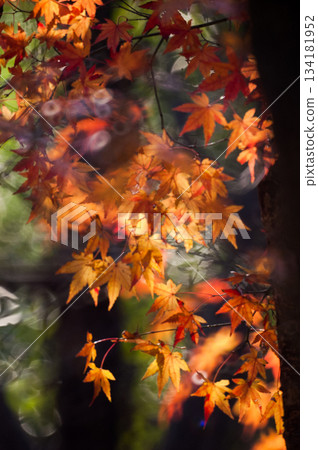 Autumn leaves Autumn leaves 134181952