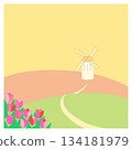 Windmills and tulips 134181979