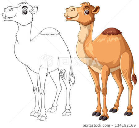 Cartoon Camel Illustration with Outline and Colored Version Cartoon Camel Illustration with Outline and Colored Version 134182169