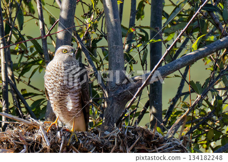 一隻幼年雀鷹棲息在樹下 134182248
