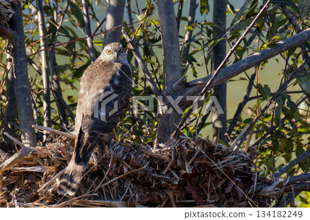 A young sparrowhawk turns around to look at me 134182249