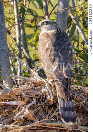 A young sparrowhawk that is still brown 134182250