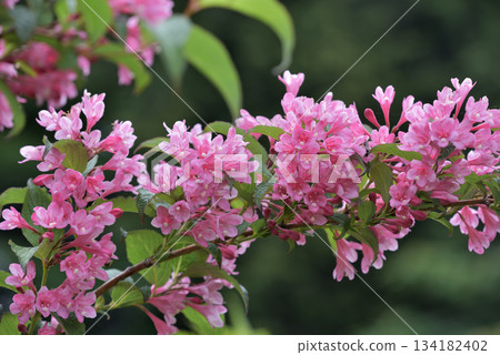 錦帶粉紅色的花朵 錦帶粉紅色的花朵 134182402