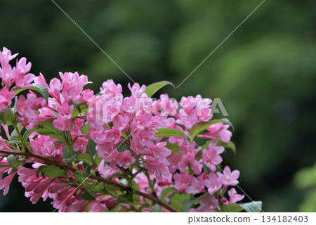 錦帶粉紅色的花朵 134182403