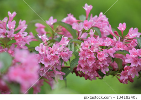 錦帶粉紅色的花朵 134182405