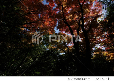 Tottori Shiki的步行秋天Ch訪Su訪神社 Tottori Shiki的步行秋天Ch訪Su訪神社 134182410