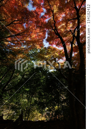 Tottori Shiki的步行秋天Ch訪Su訪神社 134182412