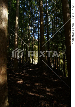 Tottori Shiki的步行秋天Ch訪Su訪神社 Tottori Shiki的步行秋天Ch訪Su訪神社 134182429