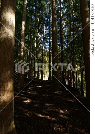 Tottori Shiki的步行秋天Ch訪Su訪神社 134182430
