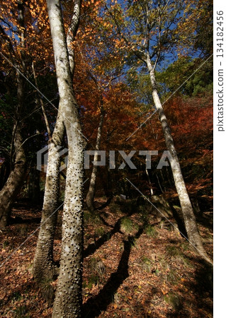 Tottori Shiki's Walk Autumn Chito Suwa Shrine Tottori Shiki's Walk Autumn Chito Suwa Shrine 134182456