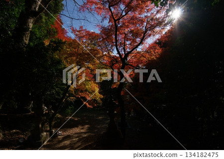 Tottori Shiki's Walk Autumn Chito Suwa Shrine Tottori Shiki's Walk Autumn Chito Suwa Shrine 134182475