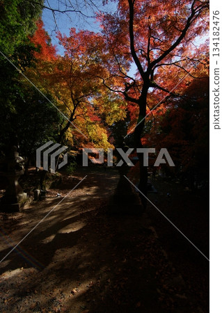 Tottori Shiki的步行秋天Ch訪Su訪神社 Tottori Shiki的步行秋天Ch訪Su訪神社 134182476