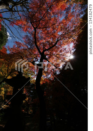 Tottori Shiki的步行秋天Ch訪Su訪神社 Tottori Shiki的步行秋天Ch訪Su訪神社 134182479
