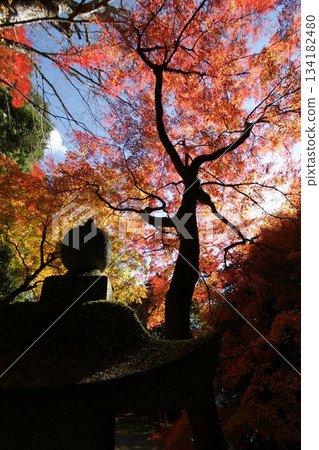 Tottori Shiki's Walk Autumn Chito Suwa Shrine 134182480