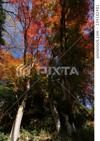 Tottori Shiki's Walk Autumn Chito Suwa Shrine 134182481
