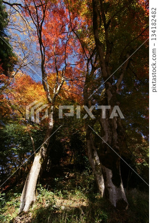 Tottori Shiki's Walk Autumn Chito Suwa Shrine 134182482