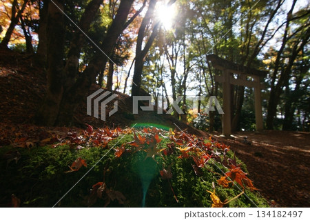 Tottori Shiki的步行秋天Ch訪Su訪神社 Tottori Shiki的步行秋天Ch訪Su訪神社 134182497