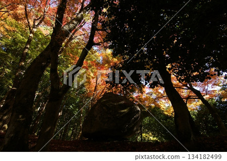 Tottori Shiki的步行秋天Ch訪Su訪神社 Tottori Shiki的步行秋天Ch訪Su訪神社 134182499