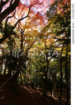 Tottori Shiki的步行秋天Ch訪Su訪神社 134182505
