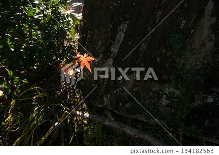 Tottori Shiki's Walk Autumn Chito Suwa Shrine 134182563