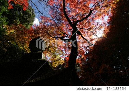 Tottori Shiki的步行秋天Ch訪Su訪神社 134182564
