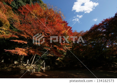 Tottori Shiki's Walk Autumn Chito Suwa Shrine Tottori Shiki's Walk Autumn Chito Suwa Shrine 134182573