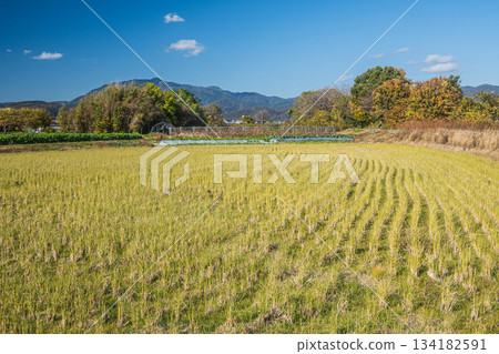 京都桂川沿岸的鄉村景色 134182591