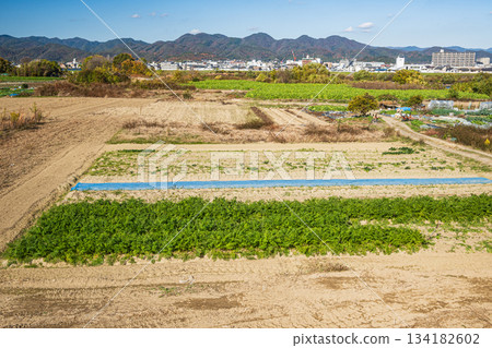 Rural scenery along the Katsura River, Kyoto City 134182602