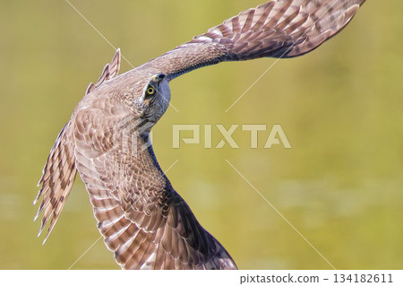 A young sparrowhawk heading towards a small flying bird A young sparrowhawk heading towards a small flying bird 134182611
